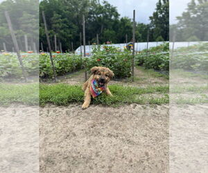 Dove - Male American Pit Bull Terrier-German Shepherd Dog Mix Dog for Adoption - Photo #5