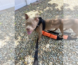 American Bully Puppy for sale in DORCHESTER CENTER, MA, USA