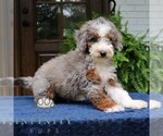 Small #1 Bernedoodle (Miniature)