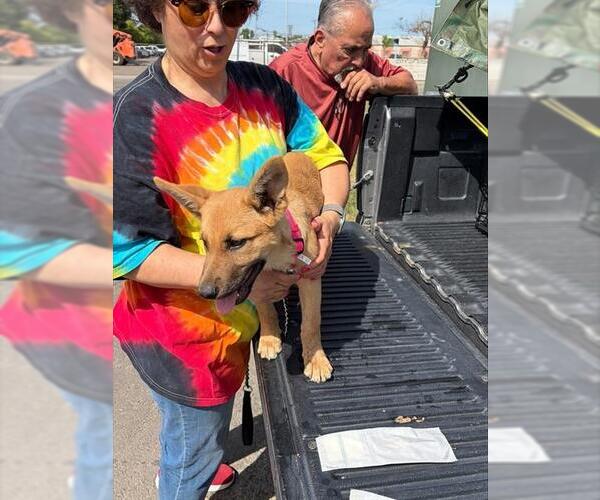 Medium Photo #1 German Shepherd Dog-Unknown Mix Puppy For Sale in Stockton, CA, USA