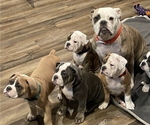 Olde English Bulldogge Puppy for sale in NORTH PLAINS, OR, USA