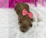 Small Photo #4 Cavapoo Puppy For Sale in BULLARD, TX, USA