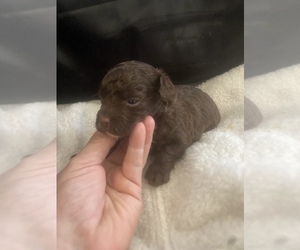 Schnauzer (Miniature) Puppy for sale in VENETA, OR, USA