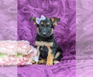 German Shepherd Dog Puppy for sale in ELKTON, MD, USA