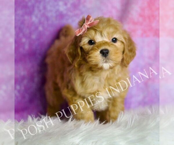 Medium Photo #71 Goldendoodle (Miniature) Puppy For Sale in WARSAW, IN, USA