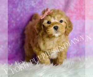 Medium Goldendoodle (Miniature)