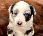 Small Photo #1 Australian Shepherd Puppy For Sale in CEDARVILLE, AR, USA