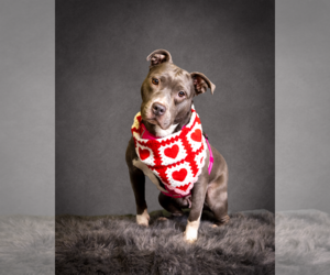 Mutt Dogs for adoption in Mount Laurel, NJ, USA