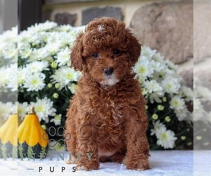 Poodle (Miniature) Puppy for sale in EAST EARL, PA, USA