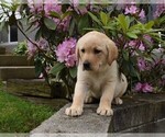 Small Photo #2 Labrador Retriever Puppy For Sale in MILLERSBURG, OH, USA