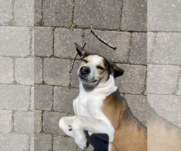 Medium Photo #2 Beagle-Unknown Mix Puppy For Sale in Derwood, MD, USA