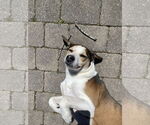 Small #1 Beagle Mix
