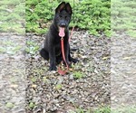 Puppy Pink German Shepherd Dog