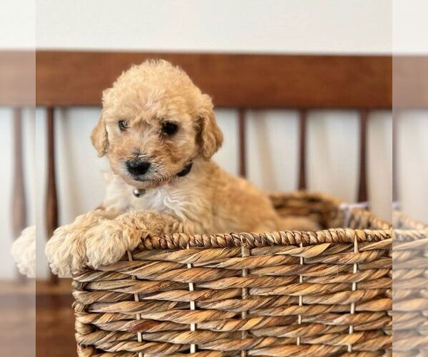 Medium Photo #1 Miniature Labradoodle Puppy For Sale in COATESVILLE, PA, USA