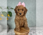 Small #2 Goldendoodle (Miniature)