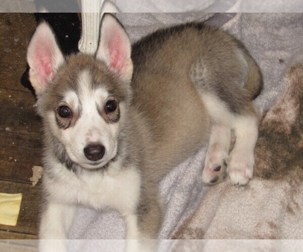 Medium Photo #1 Wolf Hybrid Puppy For Sale in BECKLEY, WV, USA