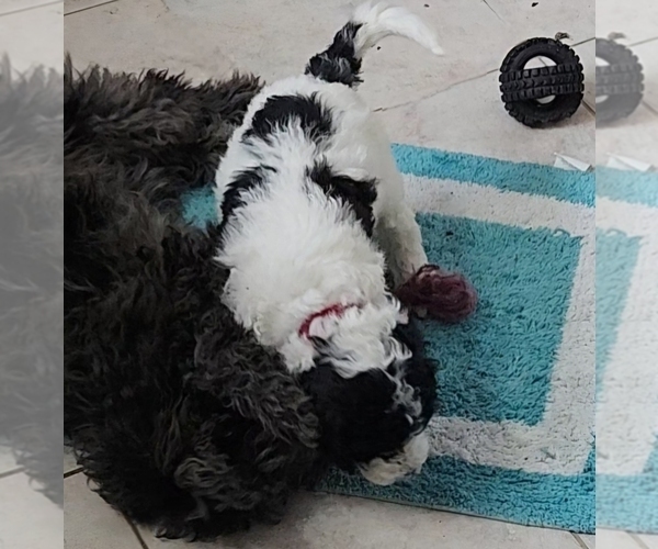 Medium Photo #7 Poodle (Miniature) Puppy For Sale in WHITEWATER, WI, USA