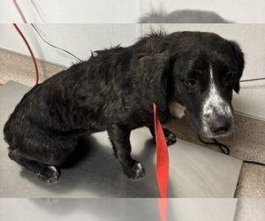 Border Collie-Unknown Mix Dogs for adoption in Bakersfield, CA, USA