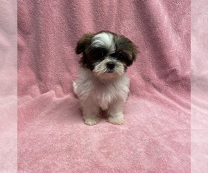 Shih Tzu Puppy for sale in WINDHAM, NH, USA