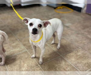 Chihuahua-Unknown Mix Dogs for adoption in Raleigh, NC, USA