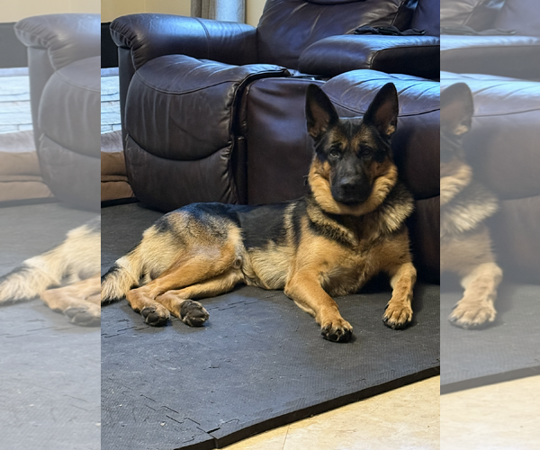 Medium Photo #2 German Shepherd Dog Puppy For Sale in Plantation, FL, USA