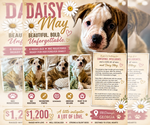 Image preview for Ad Listing. Nickname: Daisy May