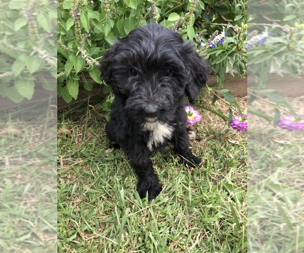 Medium Photo #3 Bernedoodle Puppy For Sale in MIDDLEBURG, VA, USA