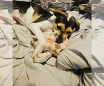 Small #6 American Staffordshire Terrier Mix