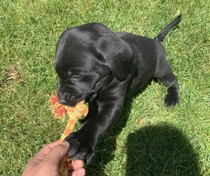 Labrador Retriever Puppy for sale in BUHL, ID, USA