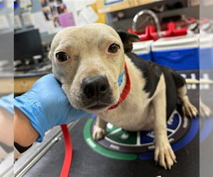 Mutt Dogs for adoption in Riverside, CA, USA