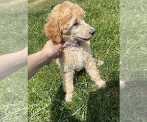 Poodle (Standard) Puppy for sale in FRANKLINVILLE, NY, USA