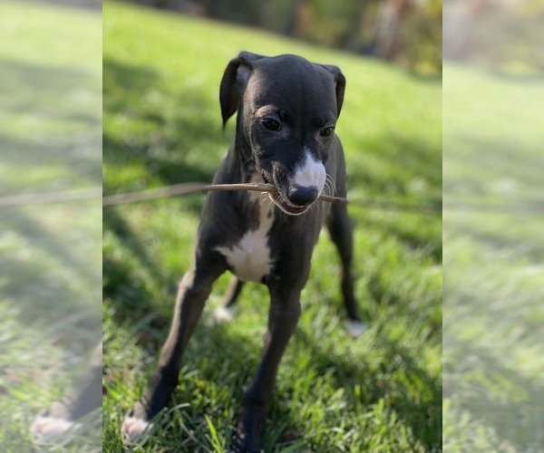Medium Photo #50 Italian Greyhound Puppy For Sale in SAINT GEORGE, UT, USA