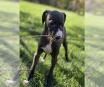 Small Photo #50 Italian Greyhound Puppy For Sale in SAINT GEORGE, UT, USA