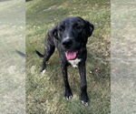 Small #4 Mountain Cur Mix