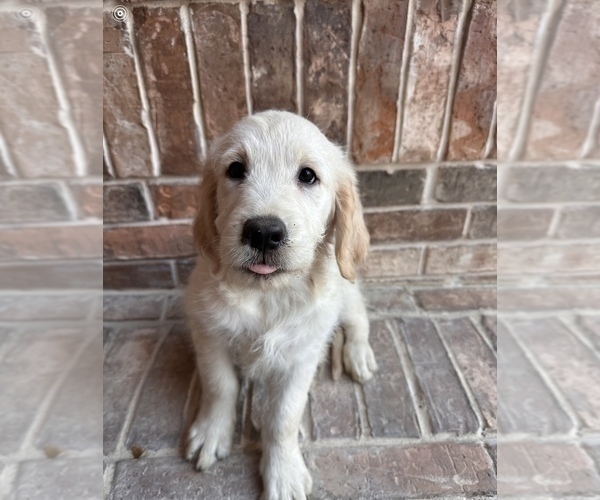 Medium Photo #1 Goldendoodle Puppy For Sale in MCKINNEY, TX, USA