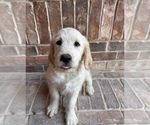 Small Photo #1 Goldendoodle Puppy For Sale in MCKINNEY, TX, USA