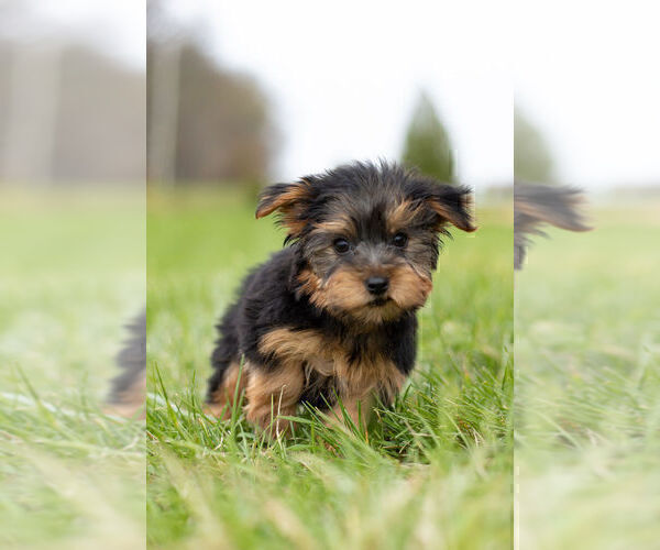 Medium Photo #8 Yorkshire Terrier Puppy For Sale in WARSAW, IN, USA