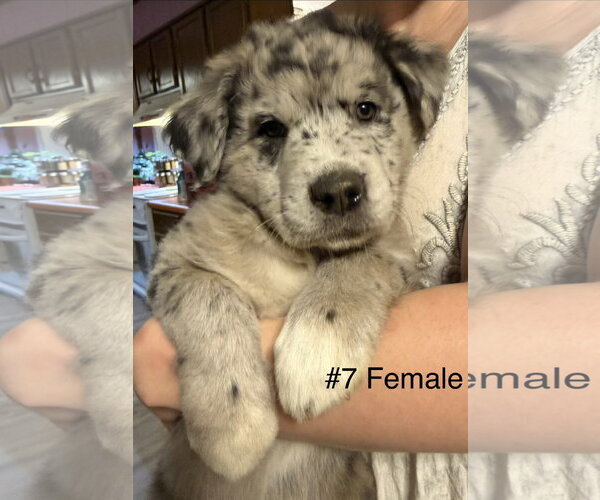 Medium Photo #2 Labrador Retriever-Unknown Mix Puppy For Sale in Royal Palm Beach, FL, USA
