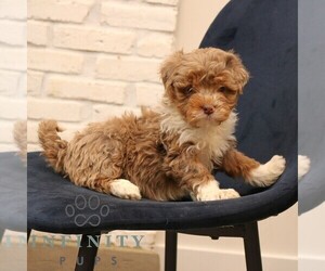 Bernedoodle (Miniature) Puppy for sale in NARVON, PA, USA