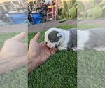 Small Photo #4 Boston Terrier Puppy For Sale in SAN FERNANDO, CA, USA