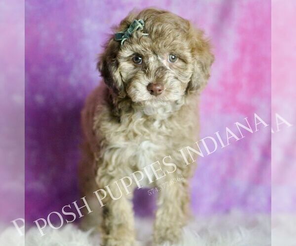 Medium Photo #5 Maltipoo (Miniature) Puppy For Sale in WARSAW, IN, USA