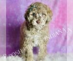Small #4 Maltipoo (Miniature)