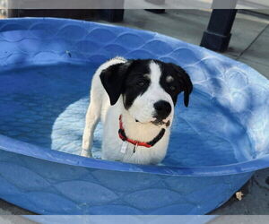 Border Collie-Jack Russell Terrier Mix Dogs for adoption in MIDWAY, UT, USA