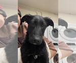 Small #2 Labrador Retriever Mix