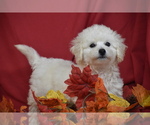 Small Bichpoo