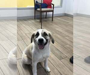 Great Pyrenees-Unknown Mix Dogs for adoption in Rowlett, TX, USA