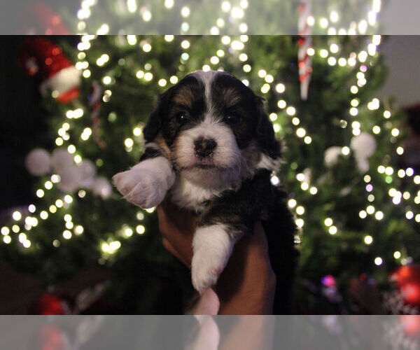 Medium Photo #5 Poovanese Puppy For Sale in LOUISVILLE, KY, USA