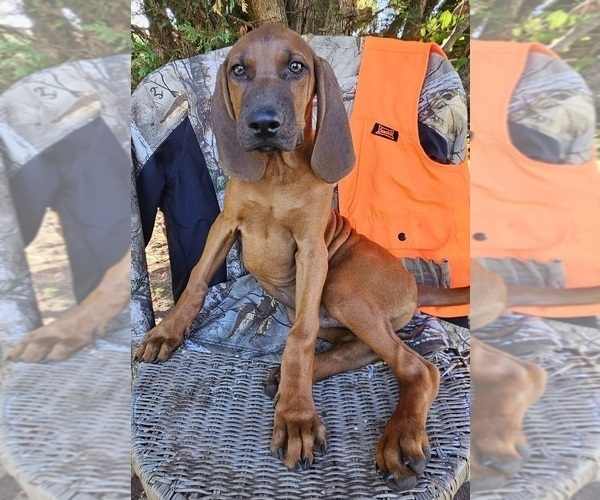 Medium Photo #24 Redbone Coonhound Puppy For Sale in DENVER, PA, USA
