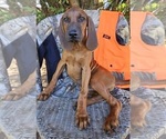 Small #4 Redbone Coonhound