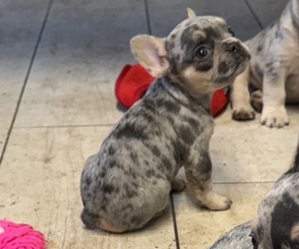 Medium Photo #2 French Bulldog Puppy For Sale in LAKE WALES, FL, USA